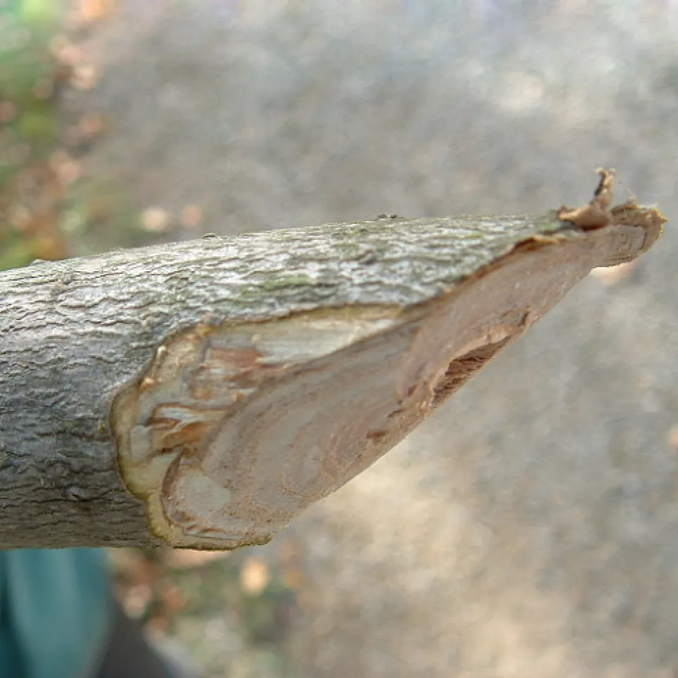 Viele winzige Käfer sind der Ulmen Tod