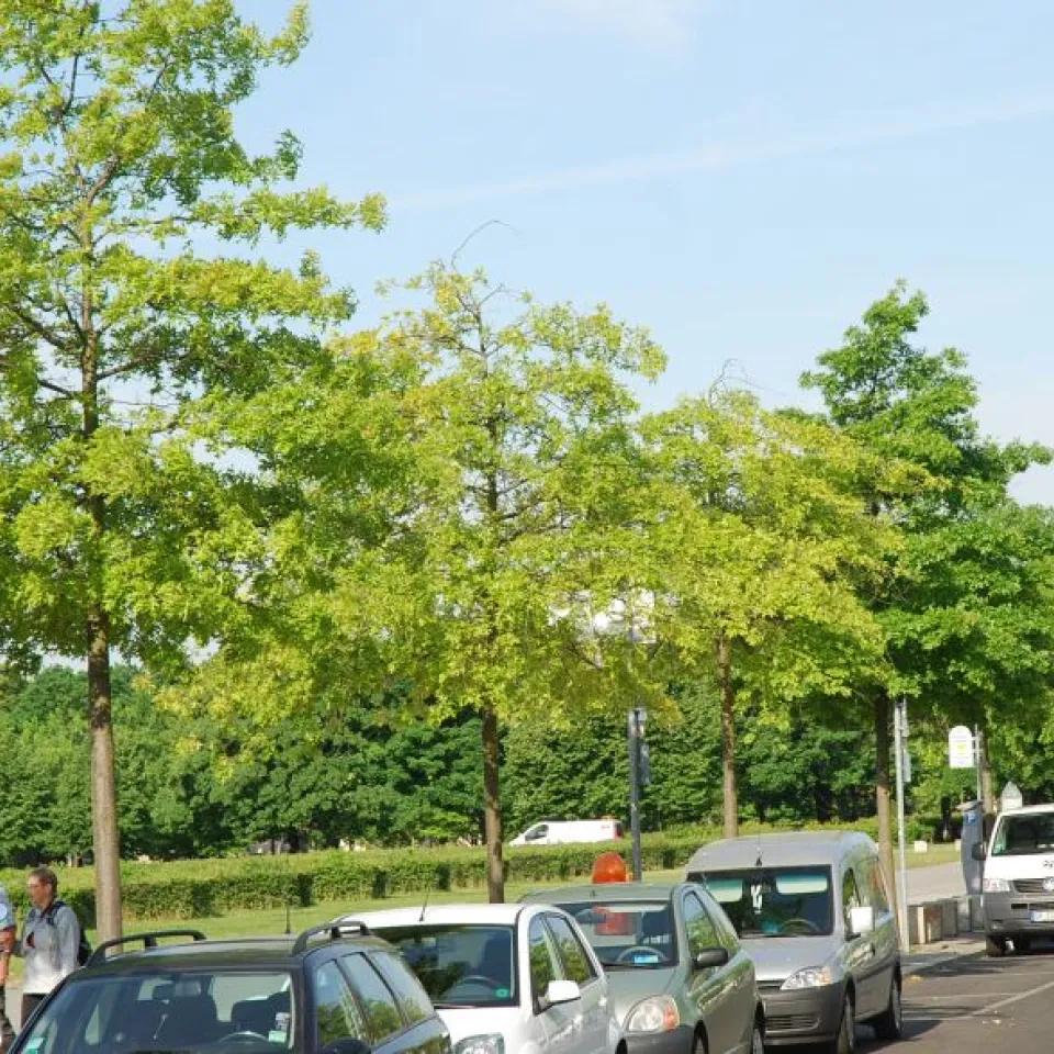 Impfung macht Stadtbäume stark