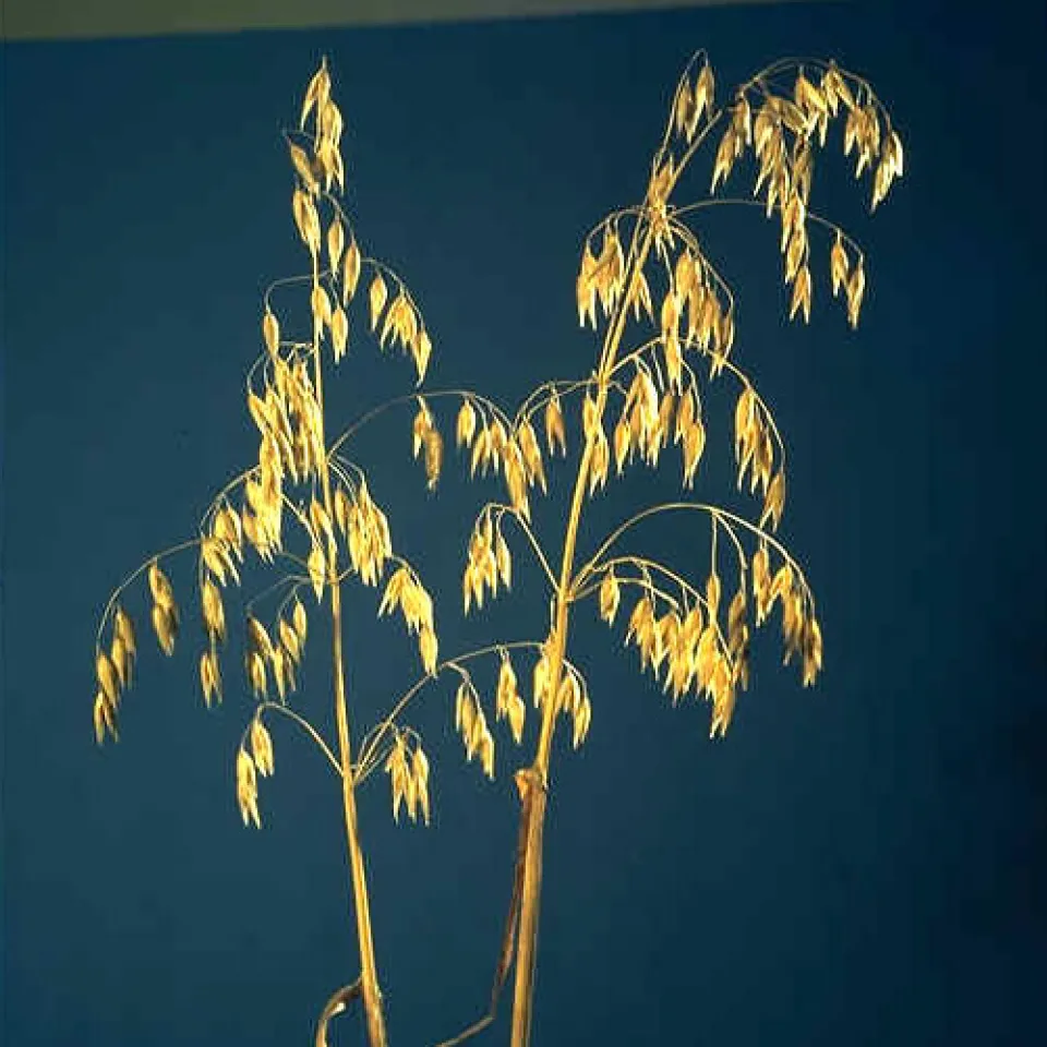 Verpilzter Futterhafer gefährdet die Gesundheit von Pferden