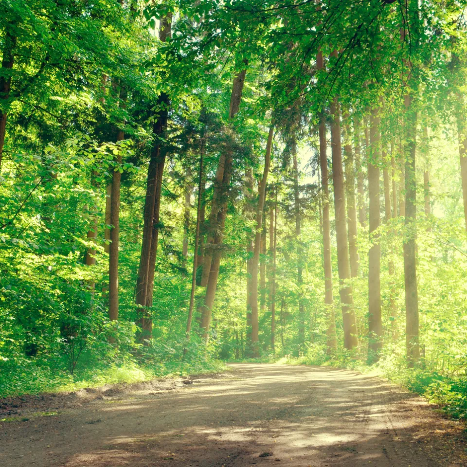 Klimaschützer, Rohstofflieferant und Erholungsraum – der Wald verdient mehr Beachtung