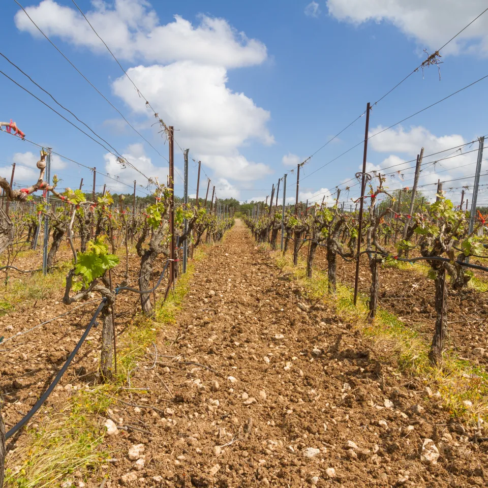 Minimalschnitt im Spalier – eine neue Form der Reberziehung
