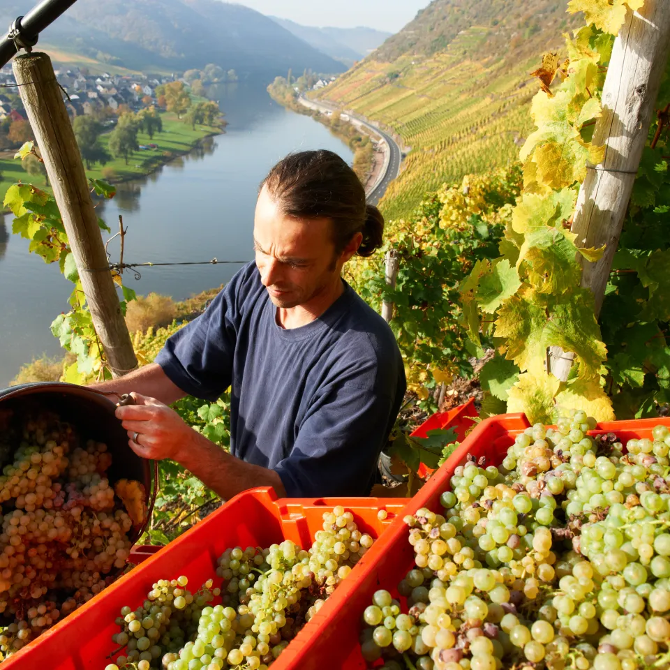Geschliffene Weinsäure und vornehme Eleganz