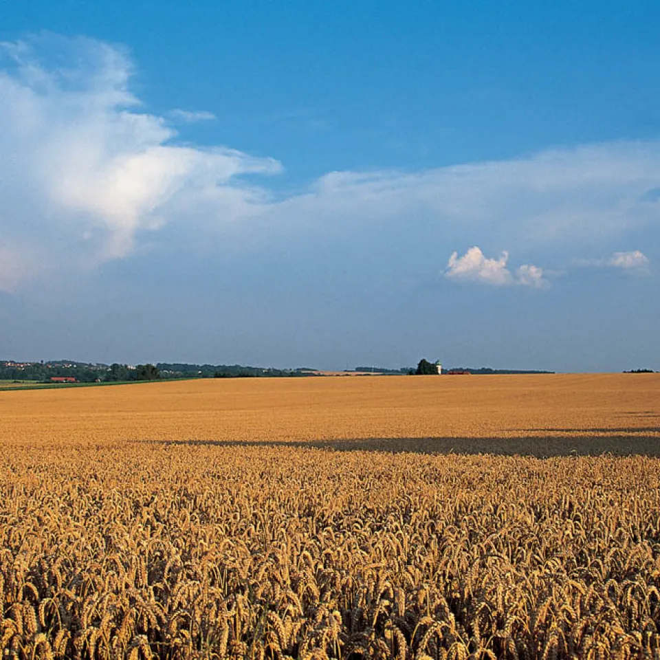 Weizen: Nummer eins in Deutschland, weltweit Rang drei