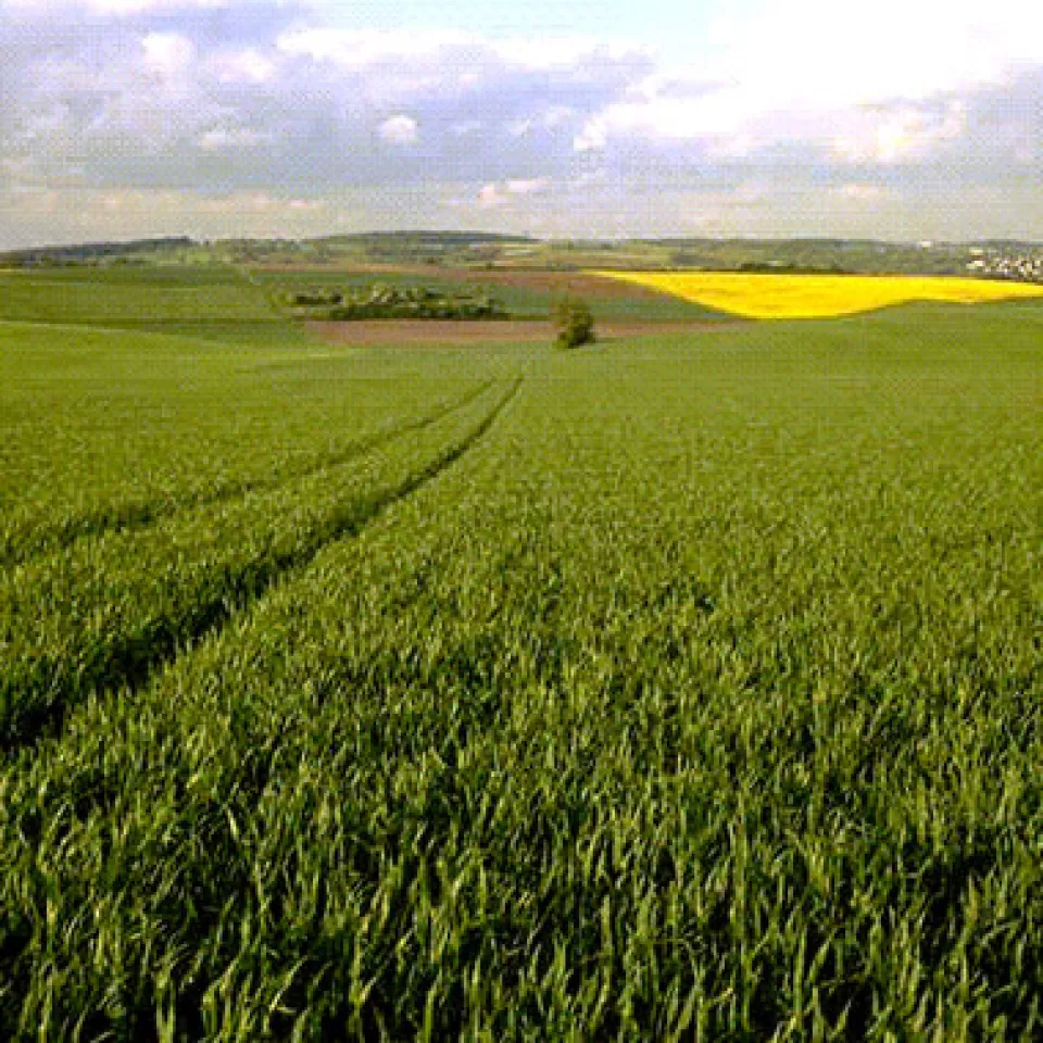 Ein Virus-Protein kann Weizen vor Brandpilzen schützen 