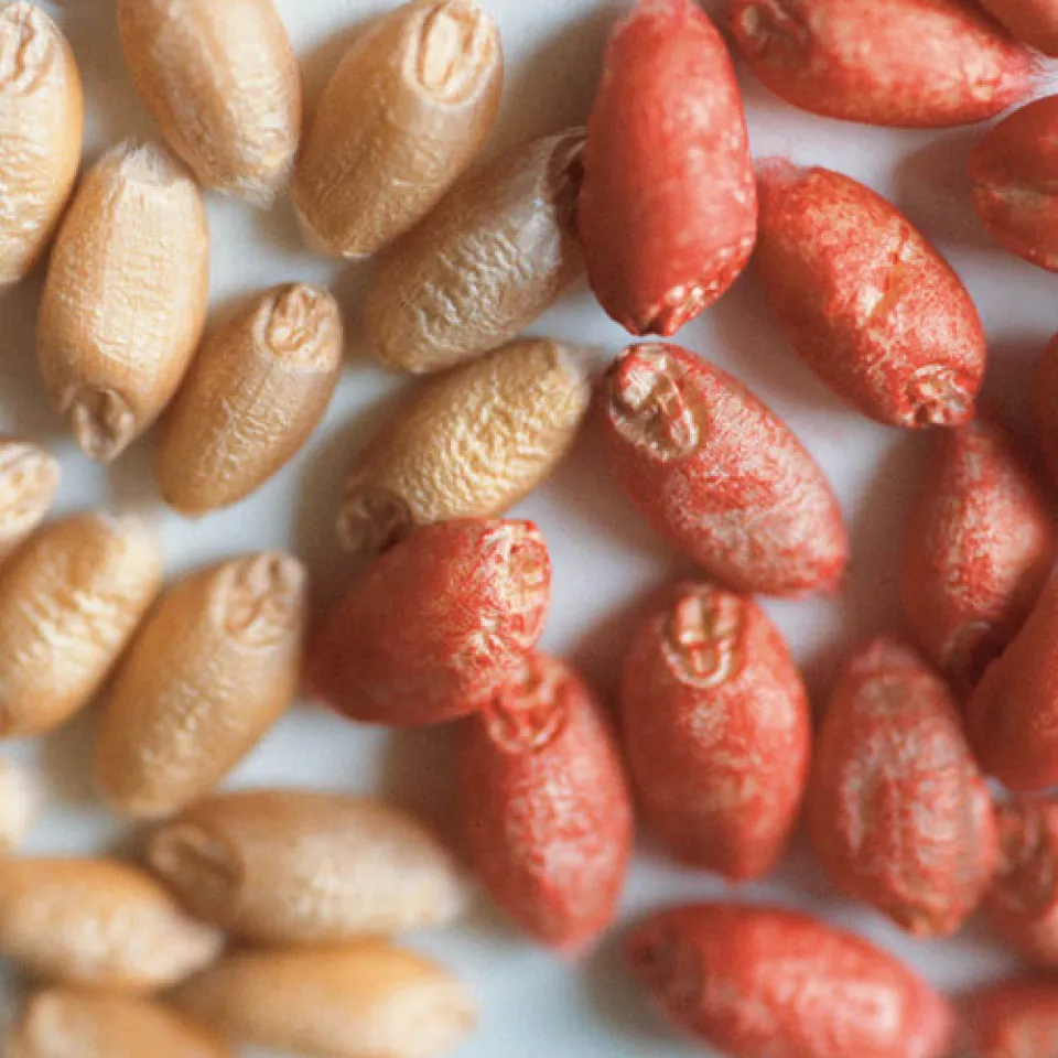 Mykotoxine: Giftige Belastungen von Lebens- und Futtermitteln