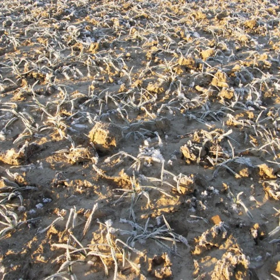 Klirrende Kälte kann Frostschäden in der Landwirtschft verursachen