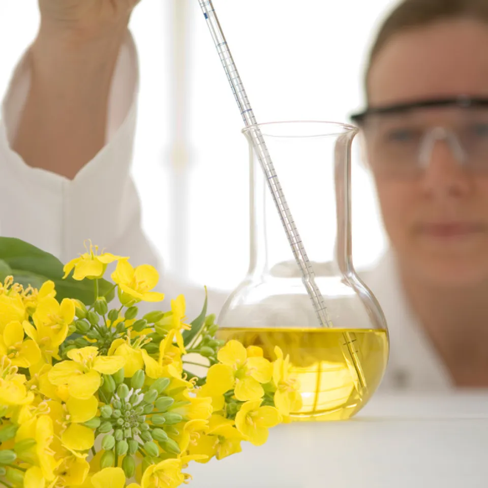 Raps: Der genetische Bauplan der Ölpflanze ist entschlüsselt