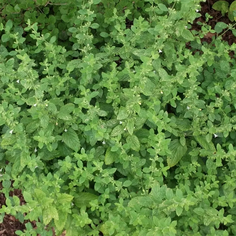 Zitronenmelisse – ein Klassiker unter den Heilkräutern