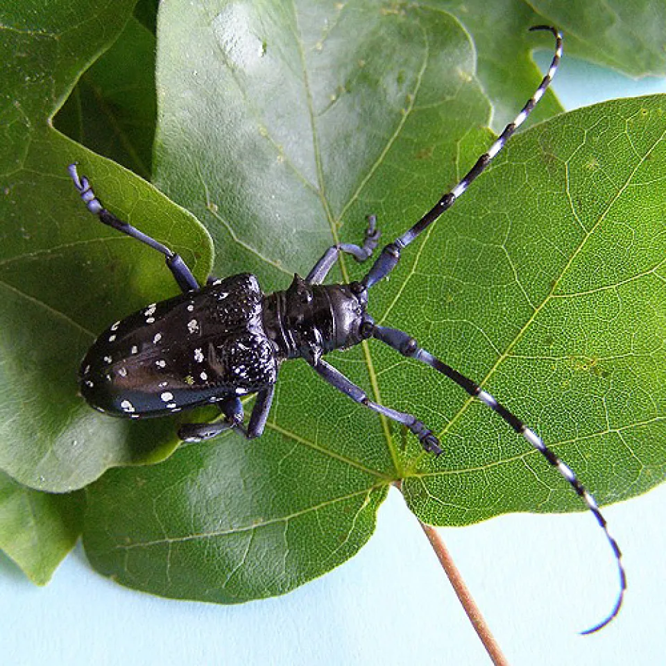 Vor dem Zitrusbockkäfer wird gewarnt 