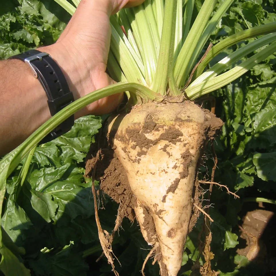 Powerpflanze Zuckerrübe