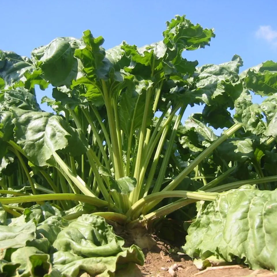 Süße Aussichten für Zuckerrüben