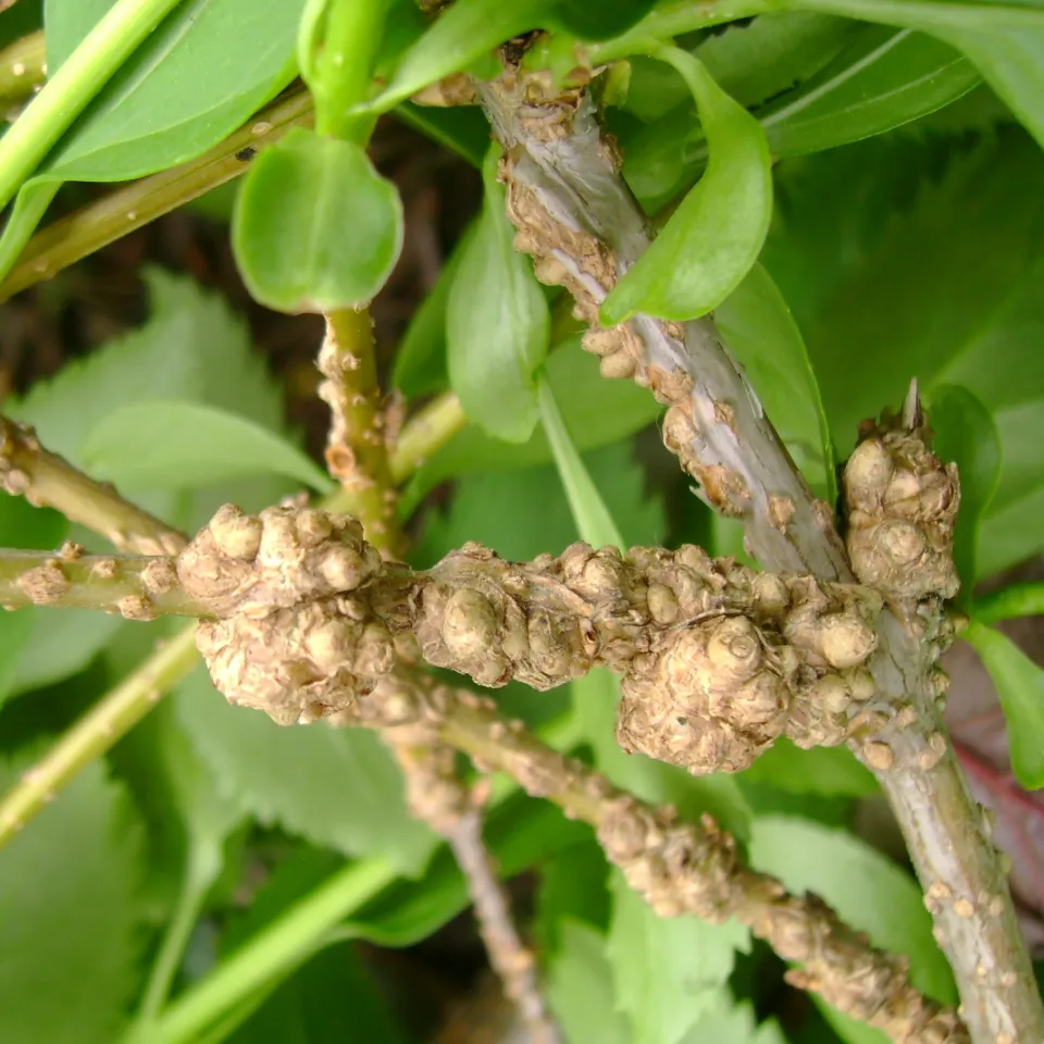 Gallen und Hexenbesen an Ziergehölzen