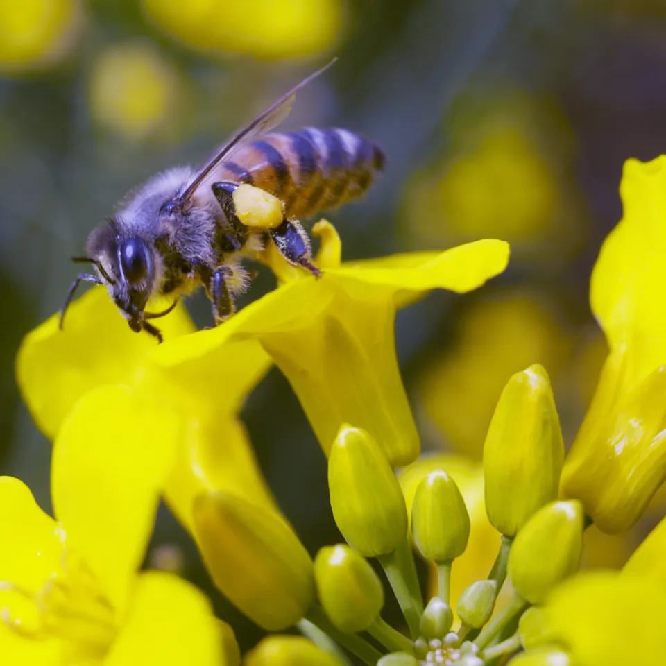 IVA kritisiert Umweltorganisation IUCN als intellektuell unredlich