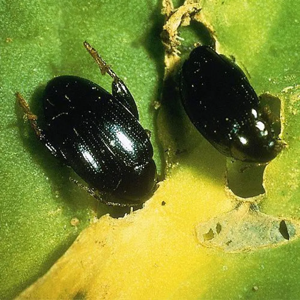 Verunsicherung vor Rapsaussaat