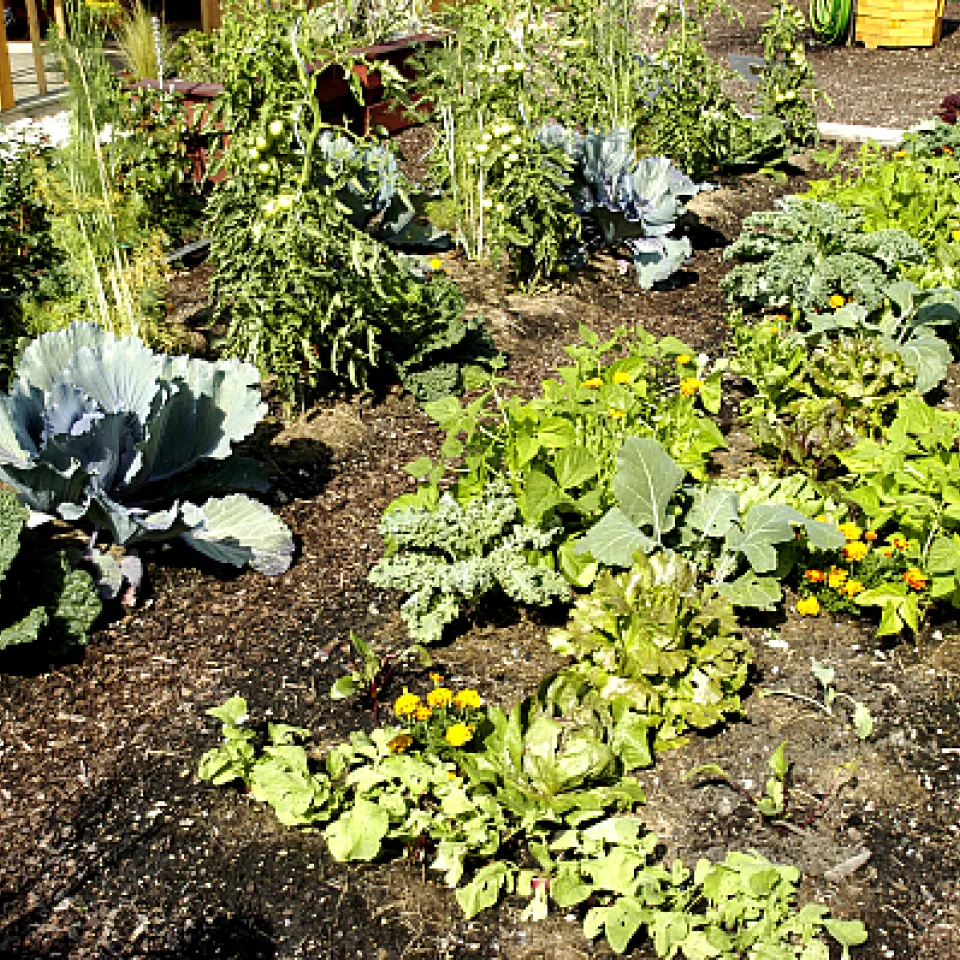 Pflanzenschutz: Praxis-Tipps für Sicherheit in Haus und Garten