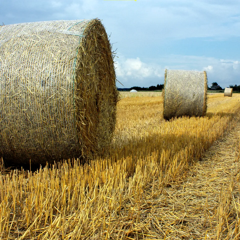 Erzeugerpreise für Getreide weiterhin auf hohem Niveau