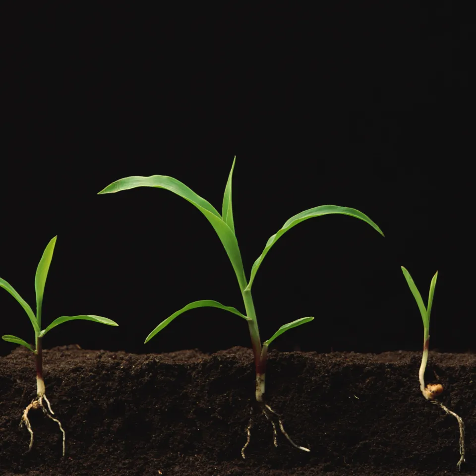 Ein Tag für die faszinierende Welt der Pflanzen