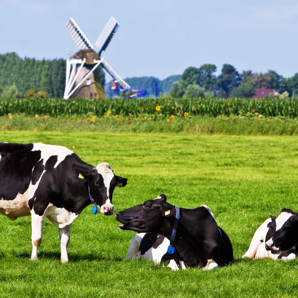 BfR widerspricht Studie der Universität Leipzig
