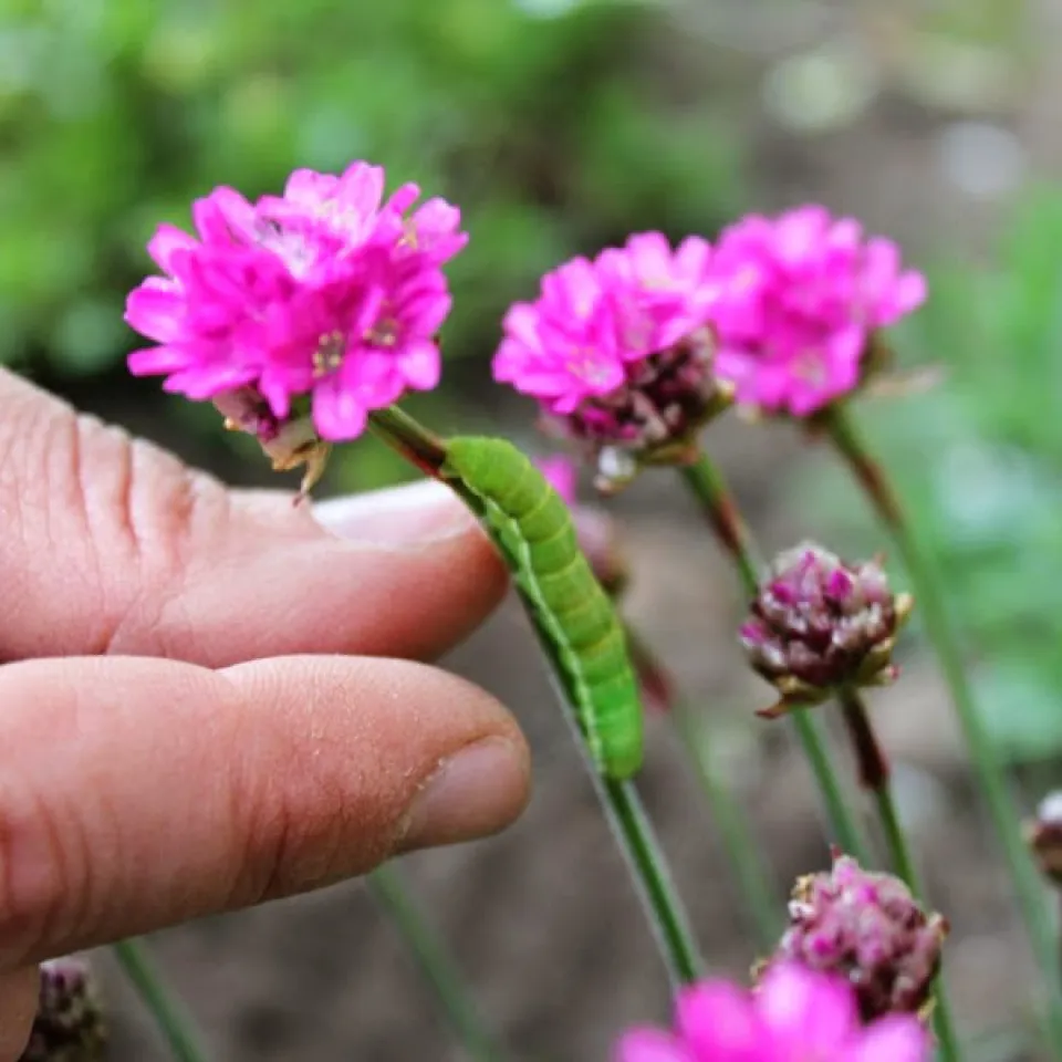 Pflanzenschutz im Hobbygarten: Online-Umfrage des Umweltbundesamts