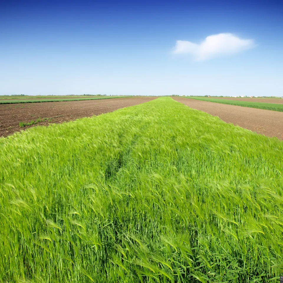 Glyphosat: Widersprüchliche Einstufungen sorgen für Verunsicherung