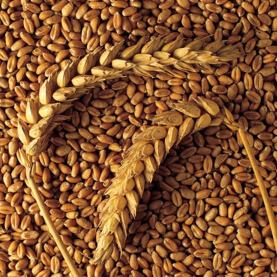 SeedGuard sichert Qualität der Saatgutbeizung