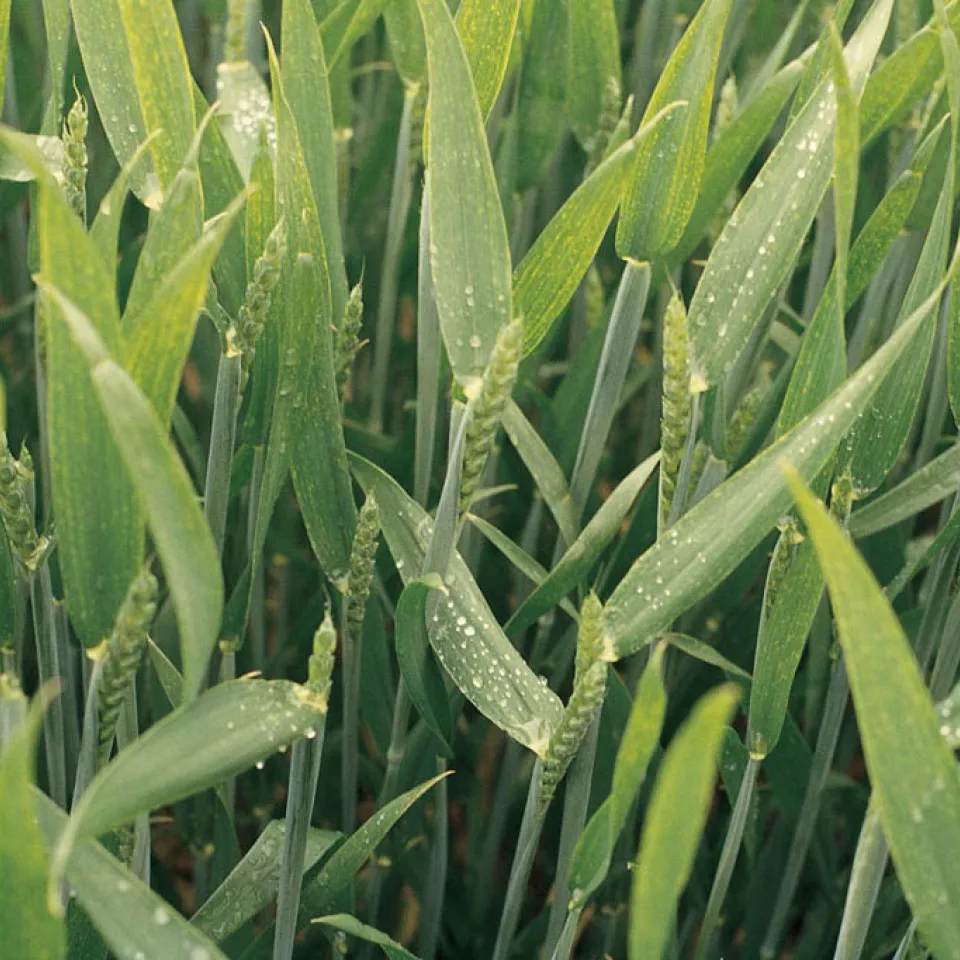 Winterweizen weiter bedeutendste Kultur