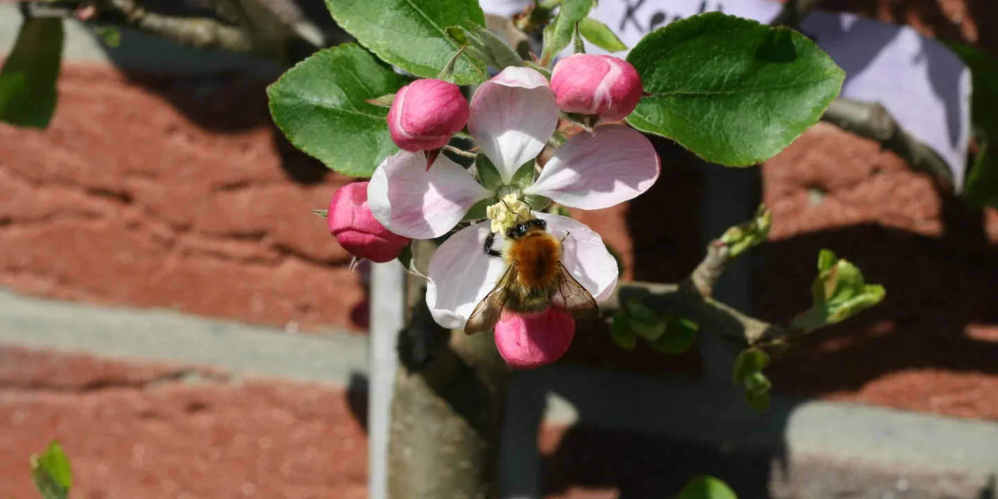 Nektardrsen an Blttern ernhren Insekten | Industrieverband Agrar e. V.