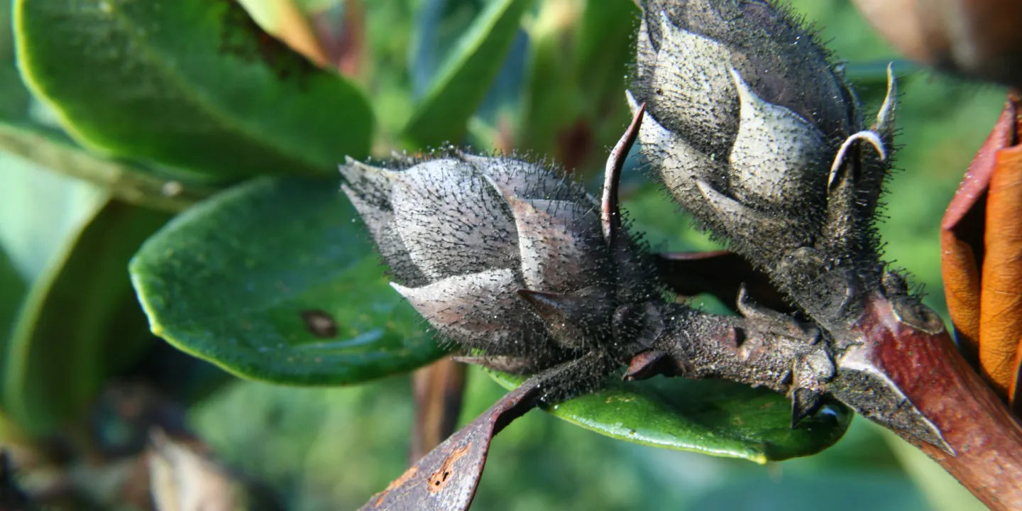 Starker Rckschnitt an Rhododendron mglich | Industrieverband Agrar e. V.