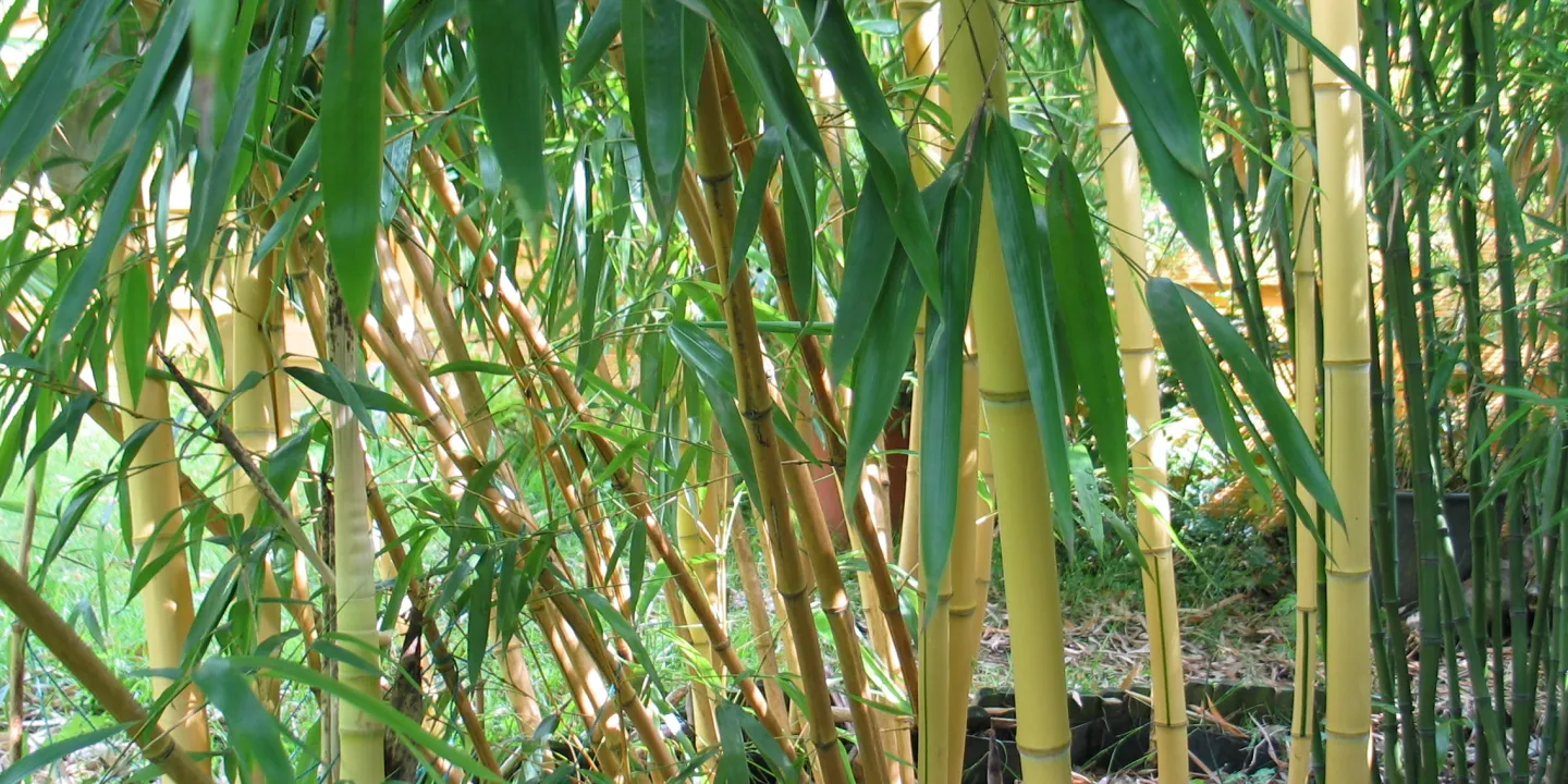 Bambusmilbe auf dem Vormarsch in deutschen Grten | Industrieverband Agrar  e. V.