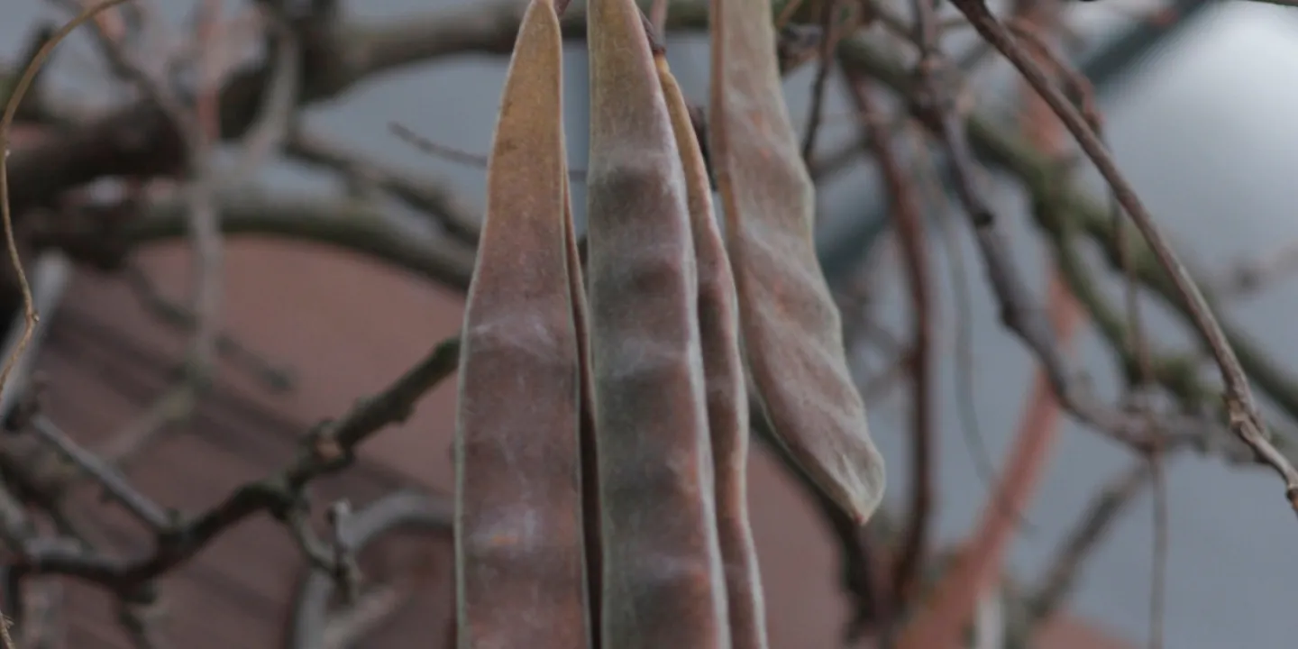 Blauregen  sein giftiger Winterschmuck | Industrieverband Agrar e. V.