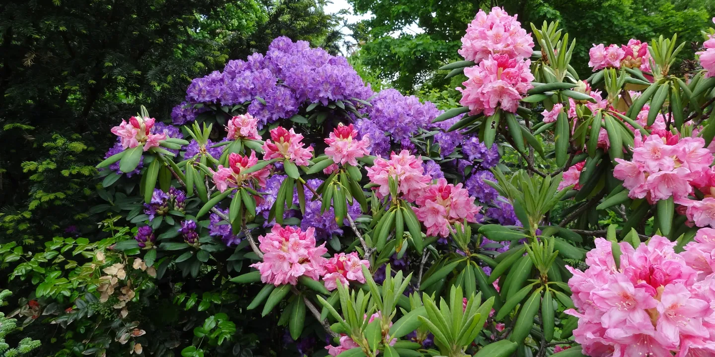 Sptfolgen des Winterfrostes an Gartenpflanzen | Industrieverband Agrar e.  V.