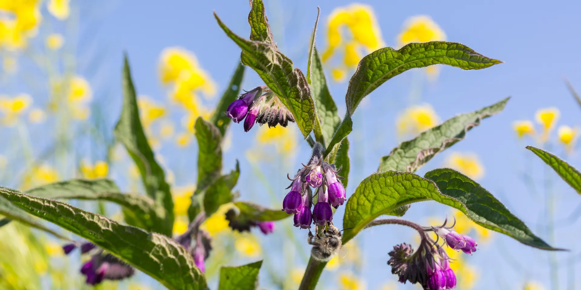 <p>Im Namen der Jury des <a href="https://www.nhv-theophrastus.de/pressemitteilung-echter-beinwell-ist-heilpflanze-des-jahres-2027">Naturheilvereins NHV Theophrastus</a> gab Konrad Jungnickel am 2. Juni 2026 auf dem Heilkräuter-Fachsymposium bekannt, dass der Echte Beinwell als „Heilpflanze des Jahres 2027“ gekürt wurde. Er sorgt unter anderem für Schmerzlinderung und rasche Wundheilung, schützt außerdem vor Entzündungen.</p>