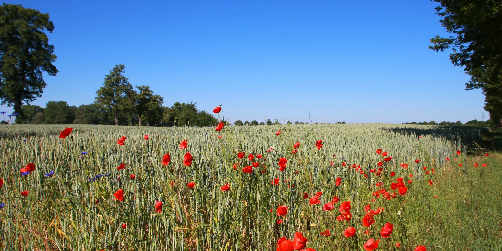 <p>Klatschmohn und Kornblume gehörten zu den häufiger genannten Arten, weitere Wildkräuter wurden jedoch deutlich seltener genannt.&nbsp;</p>