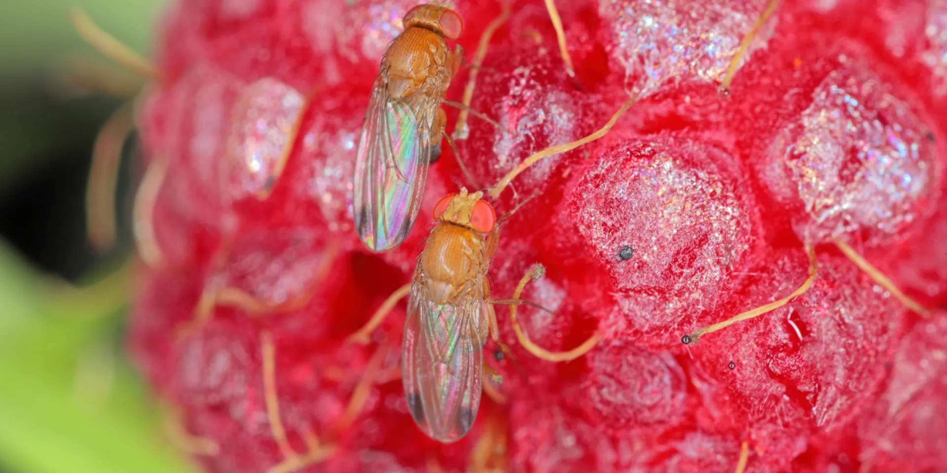 <p>Kirschessigfliegen befallen fast alle Beeren und weichschaliges Obst.</p>