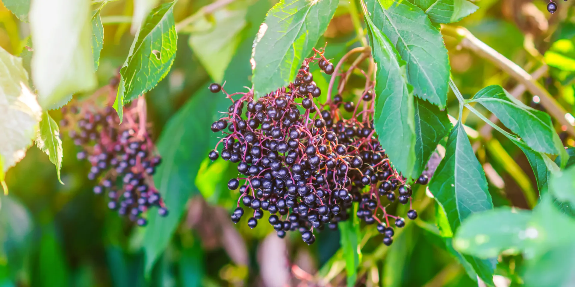 <p>Im Spätsommer ist Erntezeit für Holunderbeeren.</p>