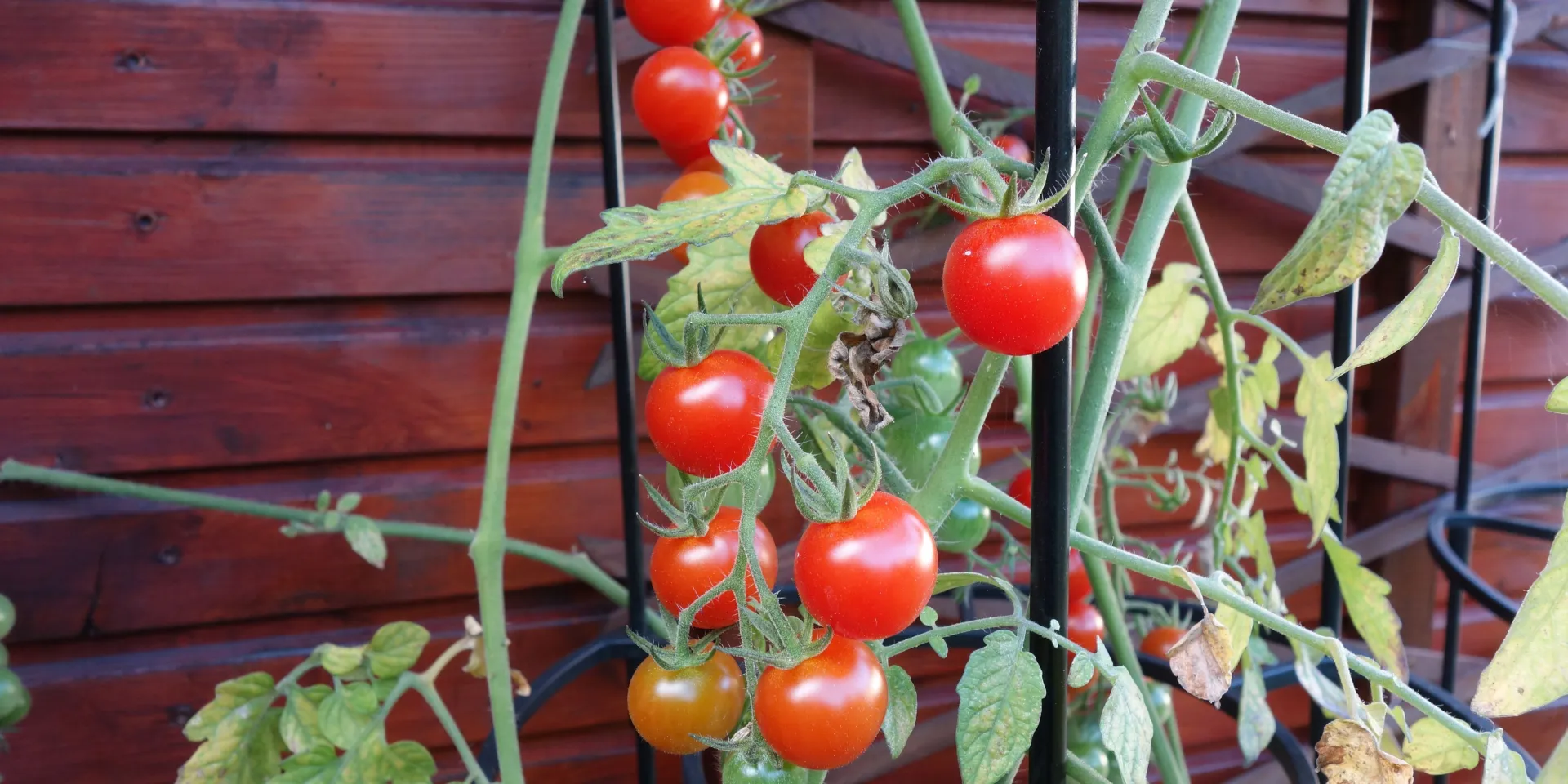 <p>Für das Vertikal Farming müssen nicht nur Tomaten, sondern auch die Tomatenpflanze klein und kompakt sein.&nbsp;</p>