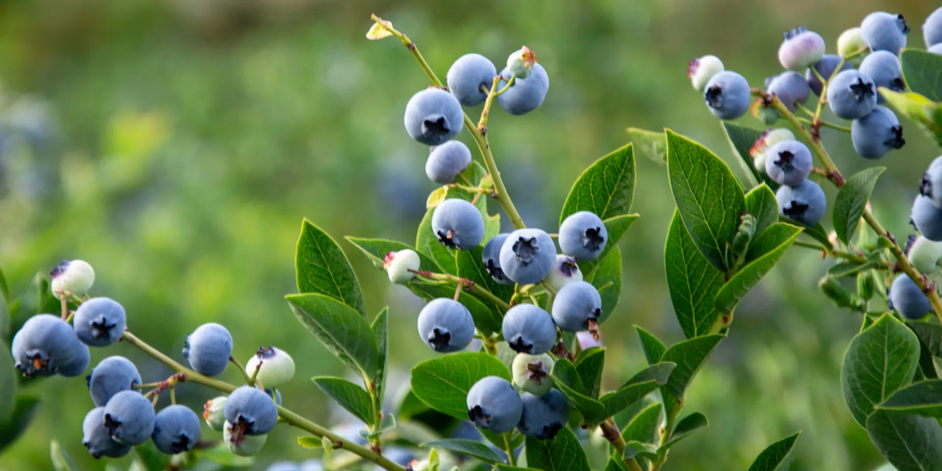 <p>Wer gerne Blaubeeren isst, pflanzt sie am besten im Garten.</p>