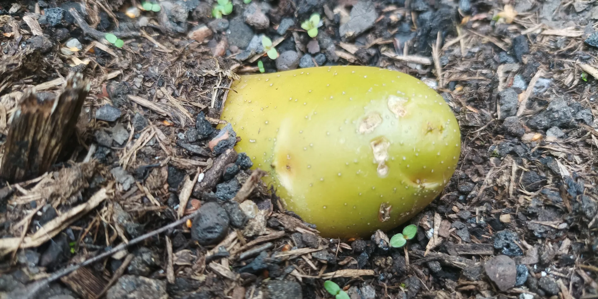 <p>Erreicht Sonnenlicht die Kartoffelknollen, werden sie grün und bilden erhöhte Mengen an Solanin, sodass sie nicht mehr verzehrt werden sollten.</p>