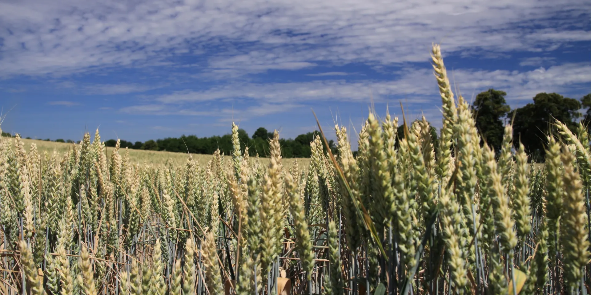 <p>Weizen ist ein globales Grundnahrungsmittel und zentrale Quelle für Kalorien und Mikronährstoffe – eine Studie zeigt, dass eine Mykorrhiza-Impfung die Bioverfügbarkeit von Zink und Eisen im Korn erhöhen kann, und zwar ohne Ertragseinbußen.</p>