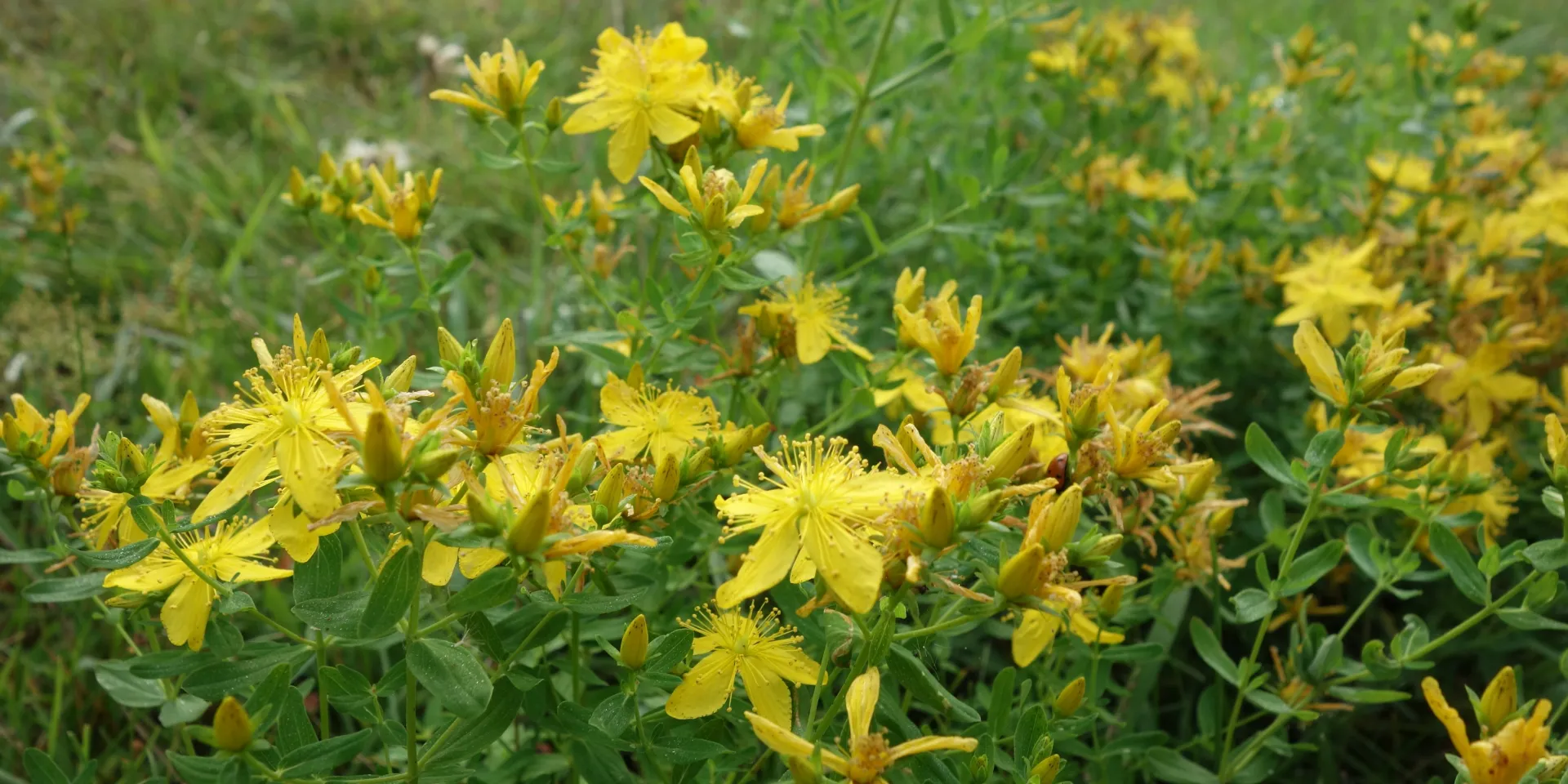 <p>Johanniskraut ist als mildes pflanzliches Antidepressivum bekannt. Es hilft bei nervösen Verstimmungen, Angststörungen und Schlafstörungen.</p>