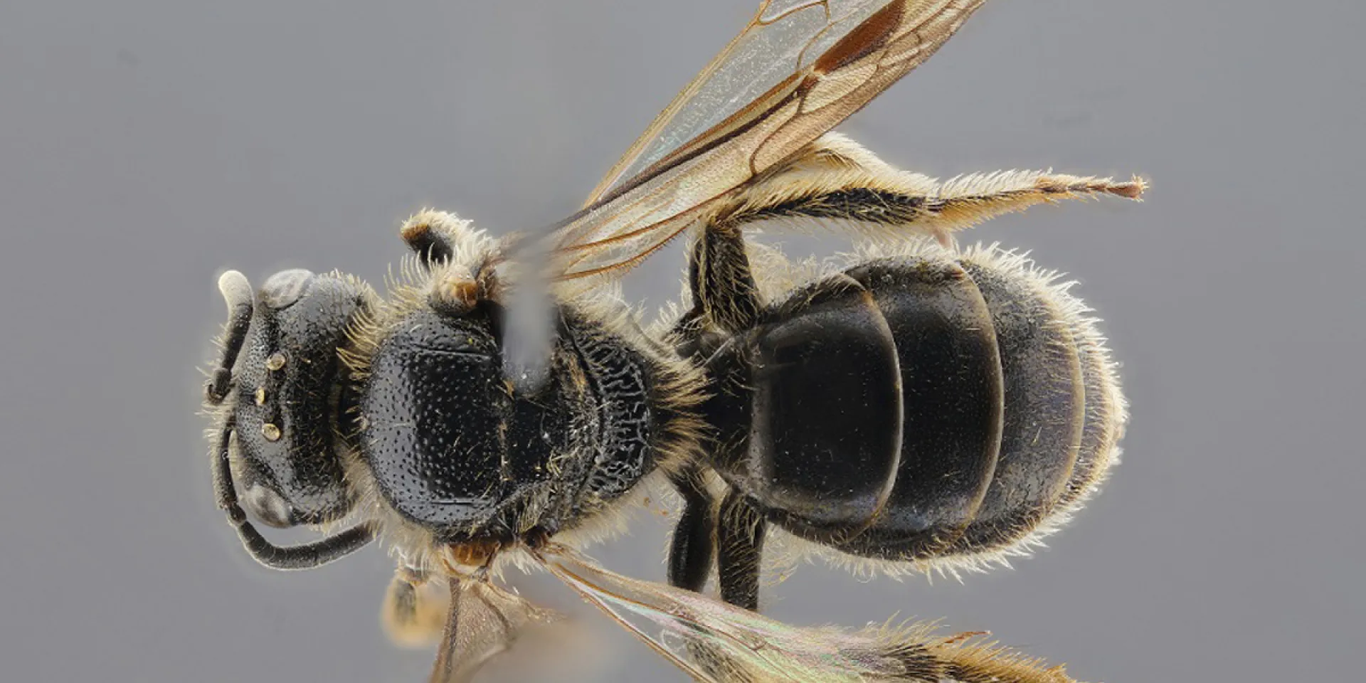 <p>Die Runzelwangige Schmalbiene <em>(Lasioglossum puncticolle)</em> ist eine von drei Wildbienenarten, die neu in Niedersachsen vorkommen und für die das JKI den Erstnachweis erbracht hat.</p>