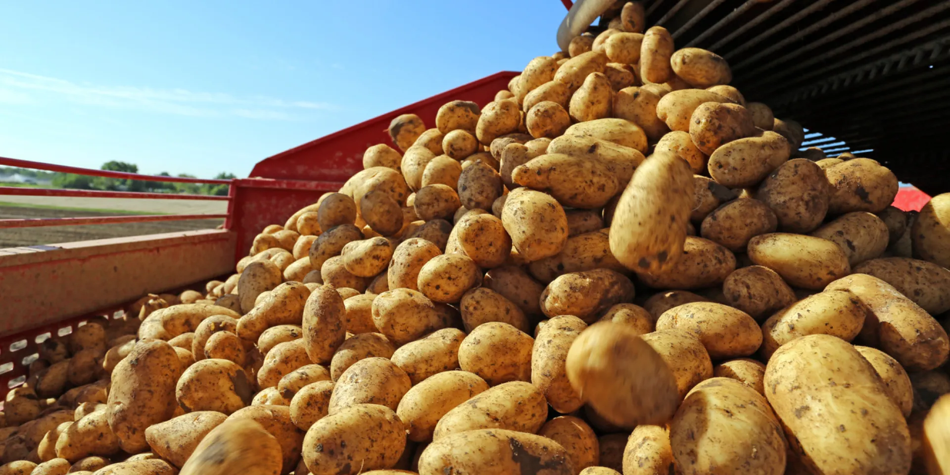 <p>Gute Kartoffelerträge gab es nur in Regionen mit ausreichendem Niederschlag oder auf Feldern mit Beregnungsmöglichkeit.</p>