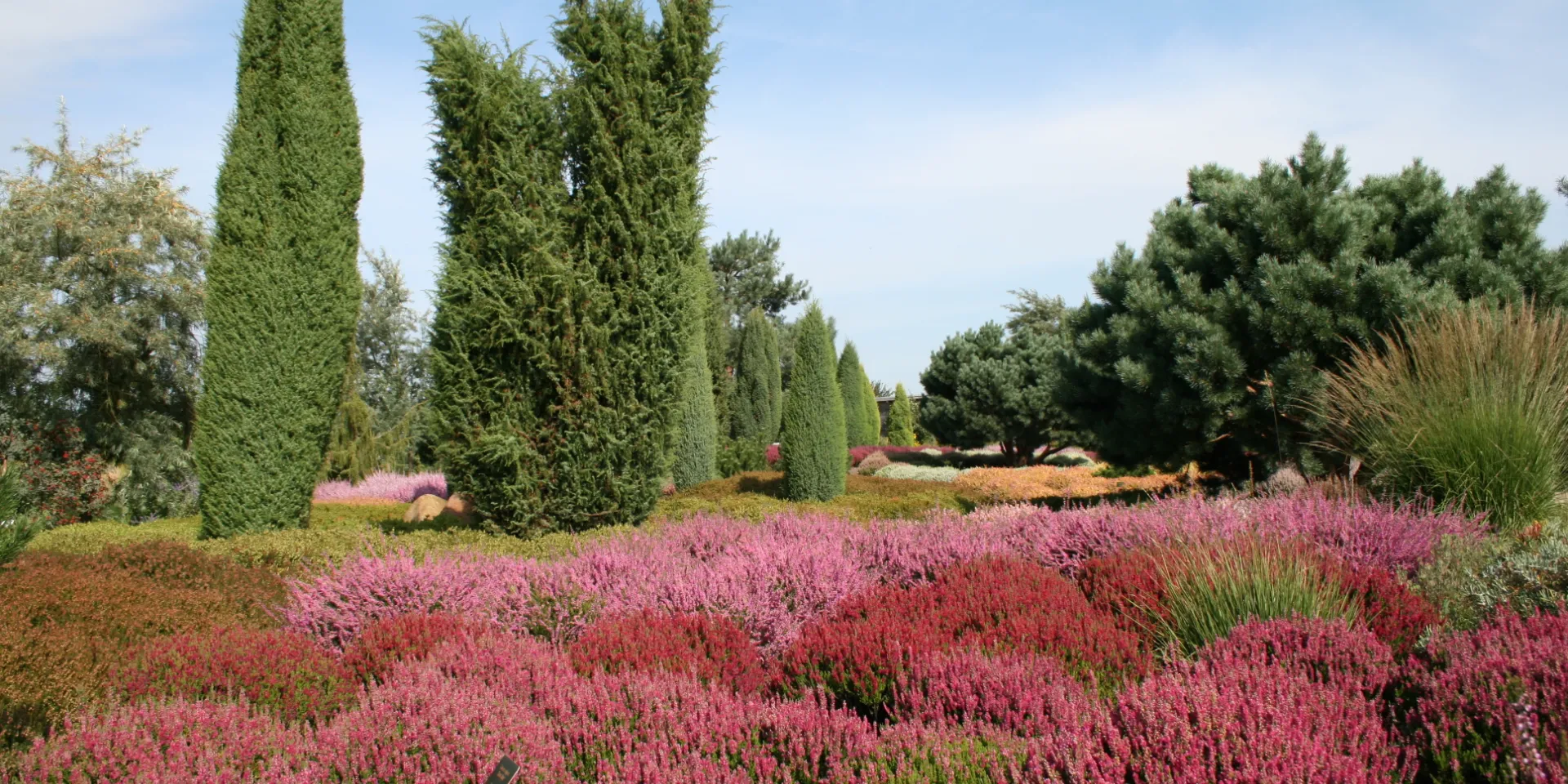 Die Besenheide Calluna vulgaris eignet sich nicht nur für die Grab- und Gefäßbepflanzung, sondern ist auch ein gutes Gestaltungselement für dauerhafte Gartenbepflanzungen.