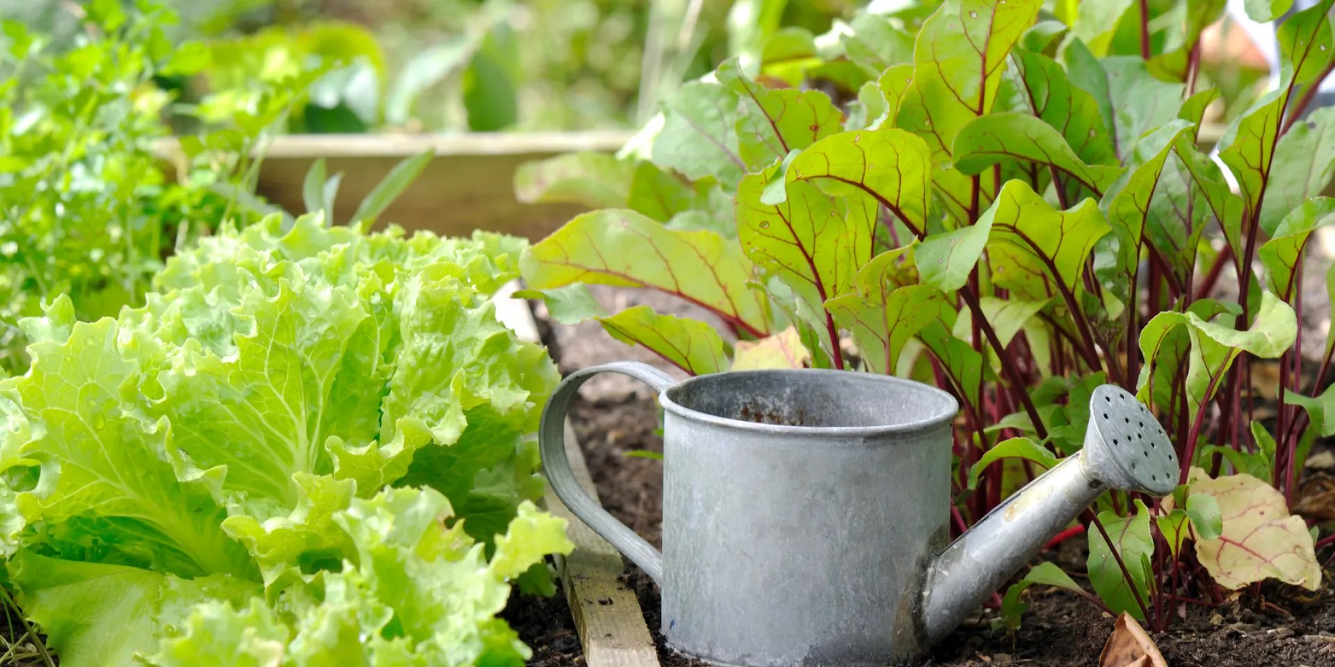 Über einen langen Zeitraum wurde der Gartenboden mit Nährstoffen in Form von Küchenabfällen, Kompost u. a. gedüngt und somit verbessert. Angebaute Pflanzen, z. B. Gemüse, können sich dadurch besser entwickeln.