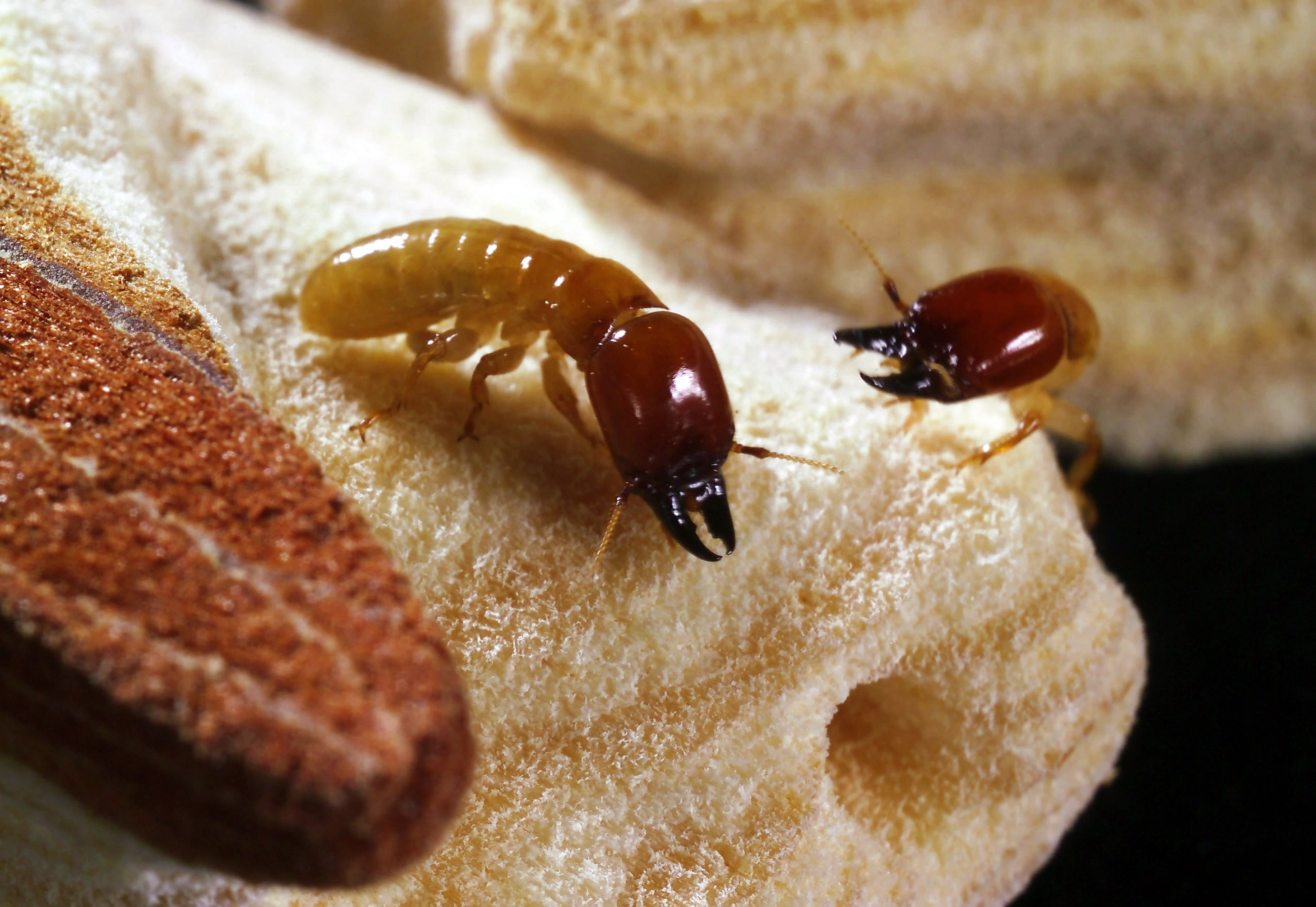 Mit Lockstoffen gegen Schädlinge Industrieverband Agrar