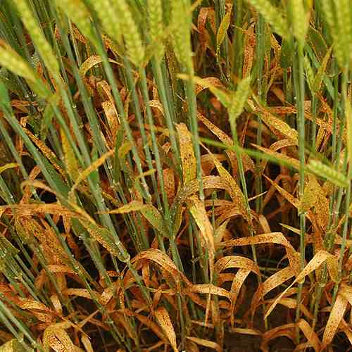 Ramularia ein neuer Pilz schreckt Landwirte Industrieverband Agrar