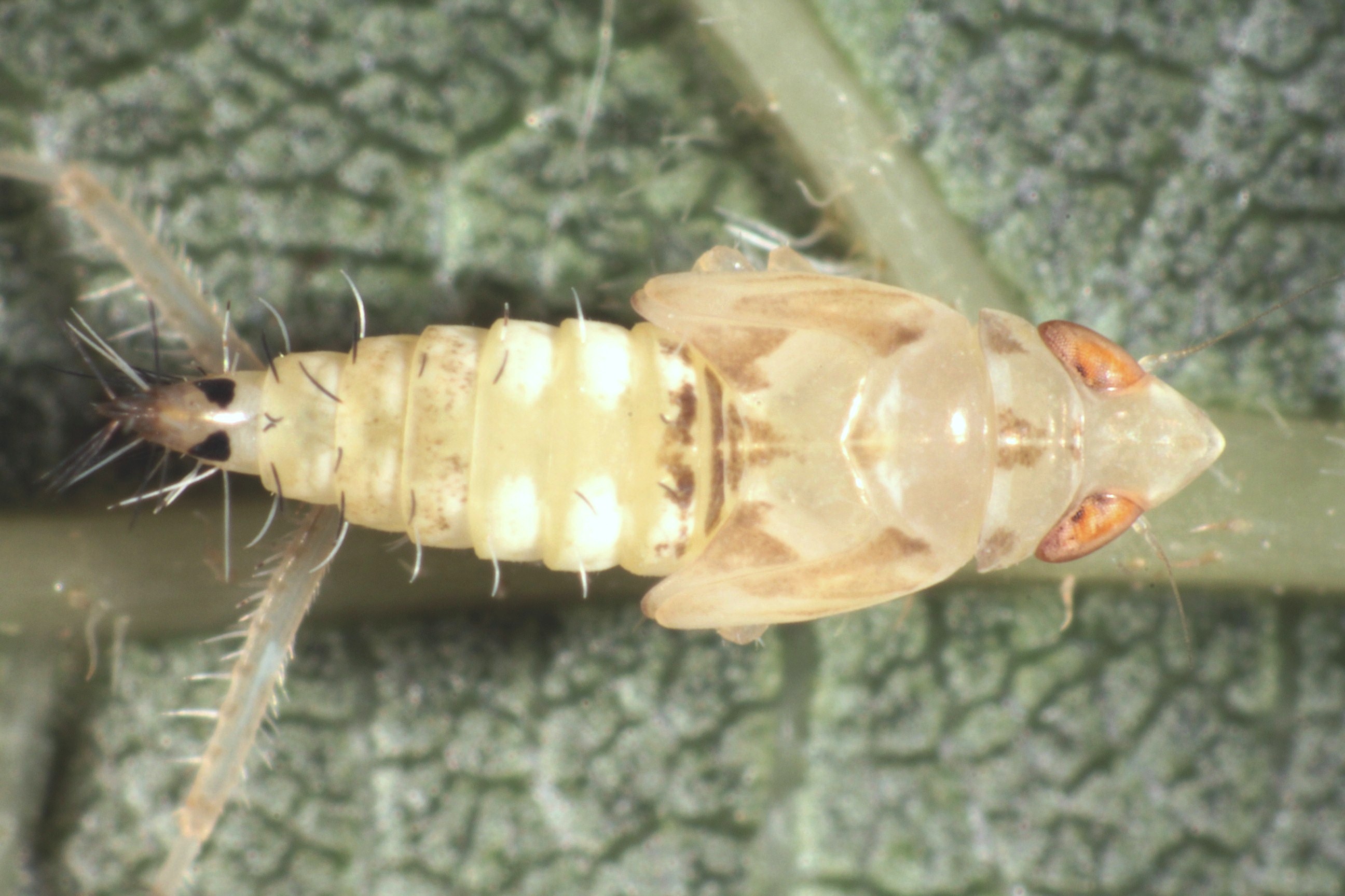 Die Amerikanische Zikade überträgt die Goldgelbe Vergilbung von Rebe zu