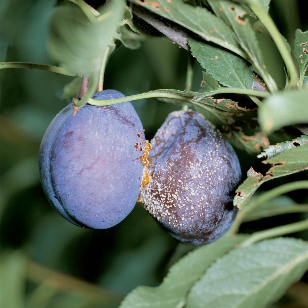 Zwetschgen Der Klassiker Auf Dem Blechkuchen Industrieverband Agrar