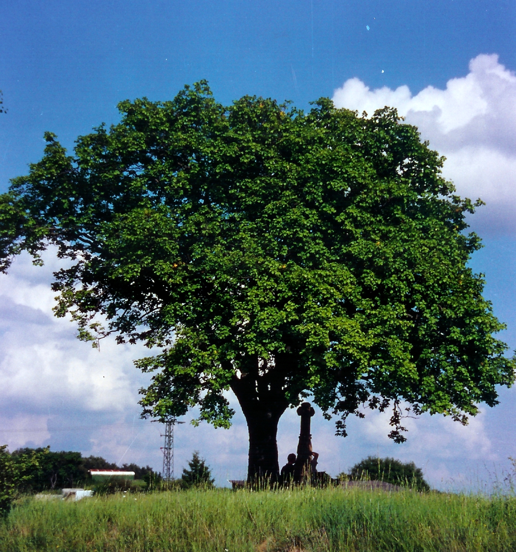Die Elsbeere Baum des Jahres 2011 Industrieverband Agrar
