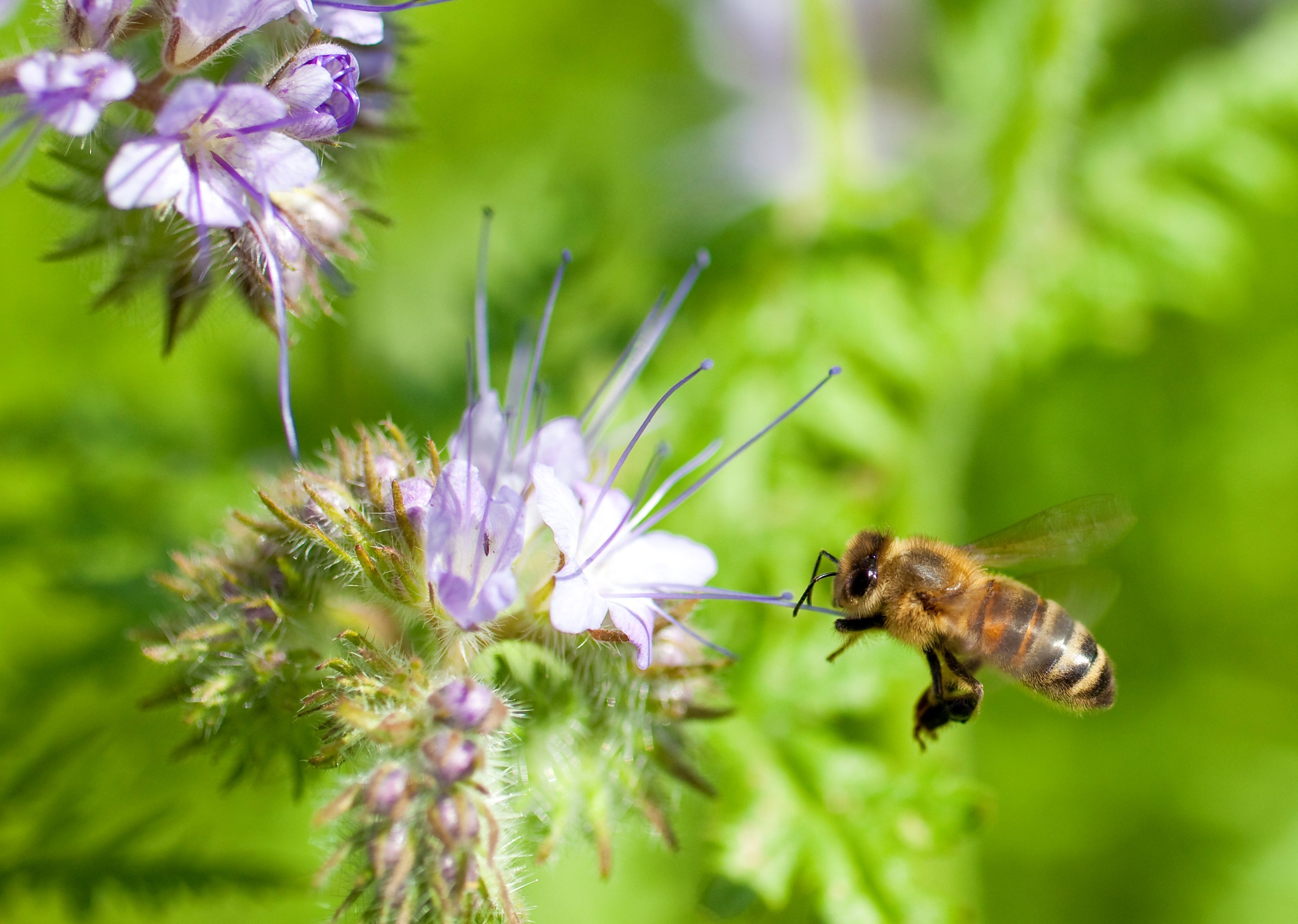 Pflanzenschutz Und Bienengesundheit Industrieverband Agrar